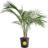 Costa Farms Majesty Palm Tree, Live Indoor Plant Potted in Grower Pot, Tropical Houseplant in Potting Soil, Patio Home Decor or Room Decor, Housewarming, 3-4 Feet Tall