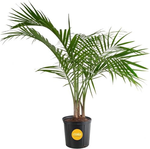 Costa Farms Majesty Palm Live Plant, Indoor or Outdoor Palm