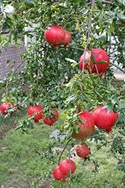 PlantaZee New Exotic Super Red Bhagwa Pomegranate (????) Live Plant (B09G6YB466) Amazon Price History, Amazon Price Tracker