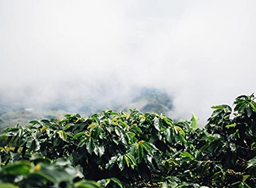 Colombian Green Unroasted Coffee Beans (1 Pound) #TOP5