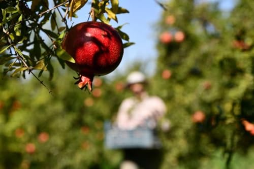 CORNEDOR-GranatapfelSirup | Nar Eksisi | 250 ml | Sirup, Dressing, Marinade, süß-saure Soße | Einzigartige süß-saure Balance | Ohne Zuckerzusatz,Konservierungsstoffe und künstliche Aromen