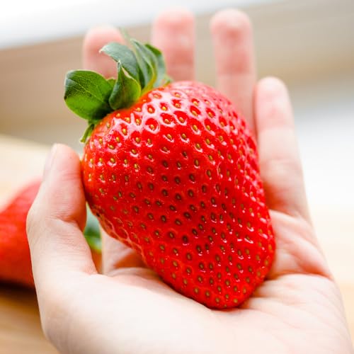 You Garden - Strawberry Plants 'Sweet Colossus', 12 Pack of Giant Strawberries, Jumbo Plug Plants, Grow Your Own, King Sized Fruit