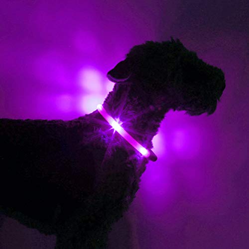 LEUCHTIE® Plus Leuchthalsband Hund batteriebetrieben, wasserdichtes LED Halsband, Hundehalsband Leuchtend mit 100 h Leuchtdauer, enorm hell, Lavendel Größe 35