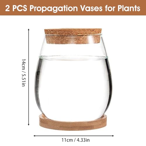 Vase de propagation en verre transparent avec plateau en bambou pour boutures
