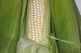 Trucker's Favorite White Dent Corn Seeds for Planting 80 Seeds Heirloom Non GMO Garden Vegetable Bulk Survival...