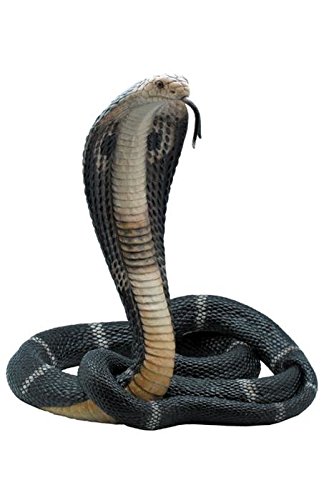 13 Inch Animal Figure Coiled King Cobra Snake Collectible Display