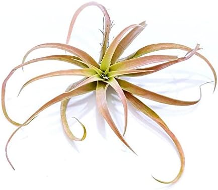 The Drunken Gnome AIR Plants – Capita Peach Large– 1 Pack - air Purifying Flowering Tillandsia for Terrarium, Fairy Garden Starter kit, Home Office, Indoor Outdoor, Corporate Gift (1 Pack)