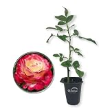 Double Delight Rose Bush - 1 Live Starter Plants - Stunning Hybrid Tea Rose Cultivar Adds Color and Fragrance to Any Garden