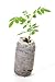 TreesAgain Blue Jacaranda Trees - Jacaranda mimosifolia - starter plug (See State Restrictions)