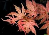 Kasagiyama Japanese Maple Irridescent Purple and Pink 3 - Year Live Plant