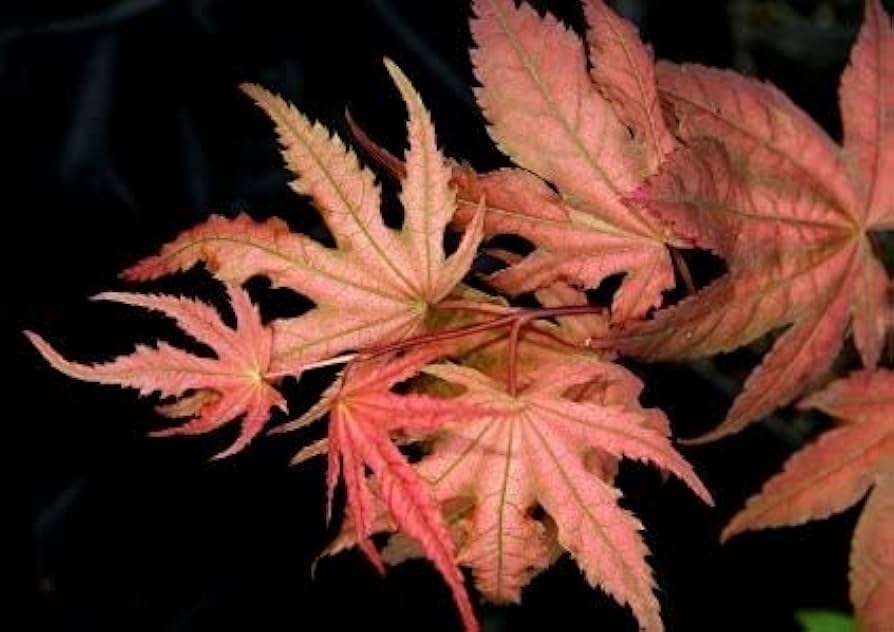 Amazon.com : Kasagiyama Japanese Maple Irridescent Purple