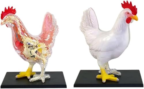 Biologie animale et anatomie d'organe de poulet modèle d'assemblage 4D - 3