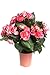 Produktbild Botanic-Haus künstliche Begonie im Kunststofftopf (pink (9 Stiele))