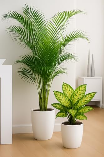 Areca Palm & Aglaonema Snow White Plant Combo – Air Purifying Indoor Plants in Decorative for Home & Office Décor (This is a pure original plant)