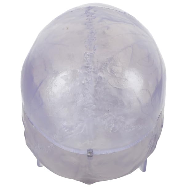 Axis Scientific 3-Part Life-Size Clear Human Skull - Detailed Articulated Translucent Anatomy Model for Anatomists and Medical Students - Display Human Skull Features - Durable and Realistic