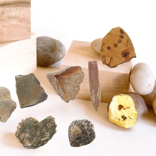 Baluue Fossilien Set Mit 10 Paläontologischen Exemplaren Trilobit Bernstein Und Mehr Lehrmittel Für Naturwissenschaftlichen Unterricht Und Sammler