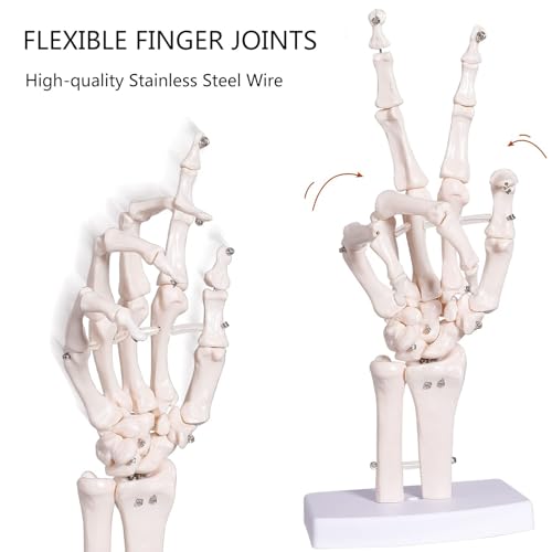 Squelette de main pliable AMITD taille réelle avec radius et ulna numéroté pour anatomie