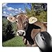 Price comparison product image 3dRose mp_82188_1 8 x 8-Inch Italy, Dolomite Alps, Swiss Brown Cow - Eu16 Rer0140 - RIC Ergenbright Mouse Pad
