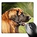 Price comparison product image 3dRose mp_4501_1 8 x 8-Inch Leonberger Portrait Mouse Pad