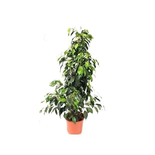 Planta de Interior Ficus Benjamina para Decorar el Hogar