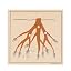 Root