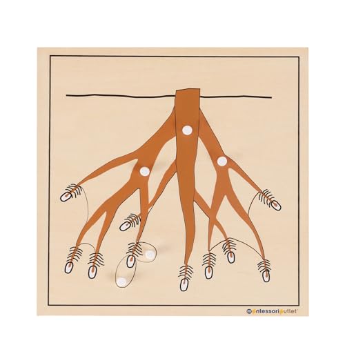 Image of MONTESSORI OUTLET Nature Materials Root Puzzle Early Preschool Learning Toys for 3-12 Year Old Kids and Toddler