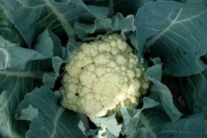 Green World F1 HYBRID SWAN 5 CAULIFLOWER/FOOL GOBI SEEDS FOR KITCHEN GARDENING (10 seeds) (B09KCBHSJJ) Amazon Price History, Amazon Price Tracker