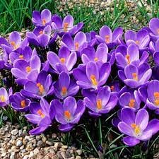Image of IMP. Saffron | Crocus Excellent Quality Flower Bulbs for Attractive Aromatic Flowers Home Outdoor Gardening Plants Flowering Bulbs (pack of 12, Grand Maitre)