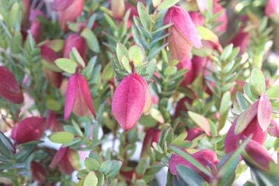 Amazon 半耐寒性常緑低木 ピメレア ピソディス ウェディングベル ラベル付き４号プラ鉢苗木 希少種 鉢