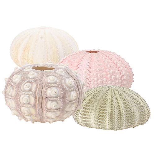HEMOTON 4Pcs Sea Urchin Shells Air Plant Planter Holder Tillandsia Small Container Plant Bonsai Cactus Pot Decorative Home Decor For Desktop