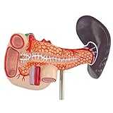 Aplicable a escuelas, hospitales, en la enseñanza de la salud física, se puede utilizar como enseñanza del conocimiento de la salud física de las ayudas visuales, para profundizar la comprensión de la estructura del órgano humano.