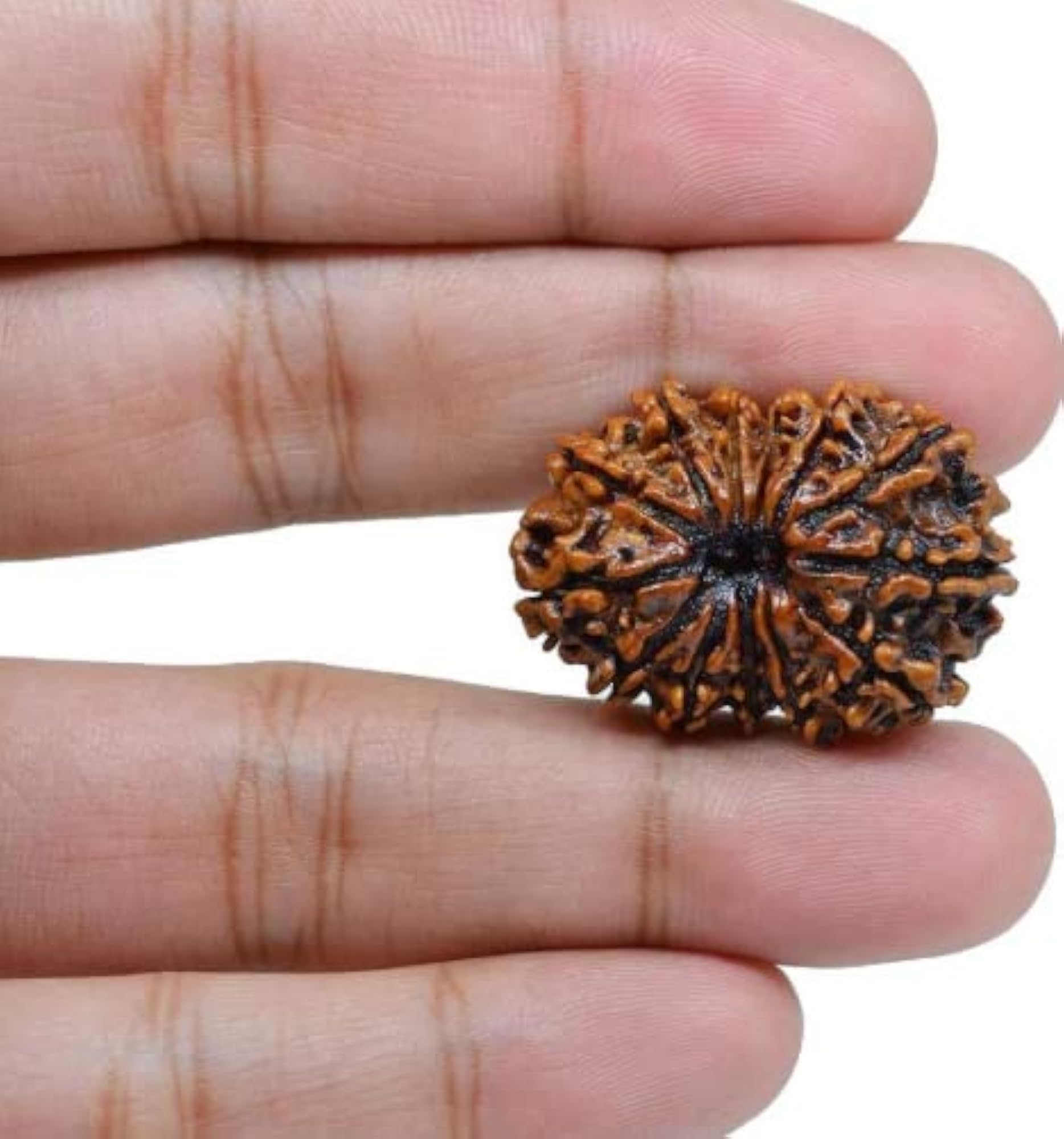 13 Mukhi Nepal Rudraksha Beads, Spiritual Gift
