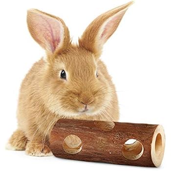 georgia boxer breeders