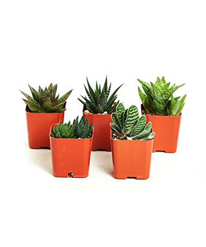 Shop Succulents | Haworthia & Aloe Collection, Hand Selected Variety