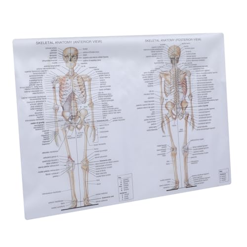 LAPYAPPE 1Pc Human Skeletal Muscle Anatomy Poster Educational Chart for Body Structure Teaching Aid for Classroom Laboratory and Office Decor