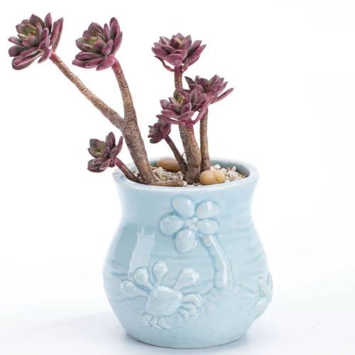 Pot de fleurs poisson bleu maison jardin pour mini bonsaï cactus