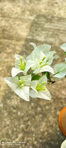 Image of Rare Bougainvillea Live Flower Plant || Healthy Live Plant with Grow Bag & Secure Packing || Beautiful Flower Garden Decoration (white)