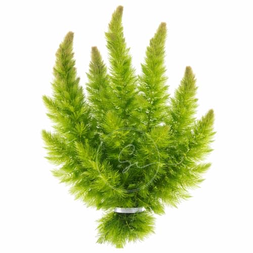 Swimming Creatures™ Hornwort – X-Large Bunch (1 Pack) | Ceratophyllum