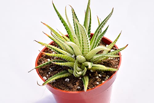 Live Haworthia Succulent Plant – Fully Rooted Large 4-Inch Haworthia Succulent (Haworthia Fasciata Variegata) #TOP1