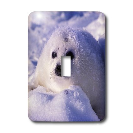 Harp Seal pup interrupteur simple commande mural 3dRose Saint Laurent - 4