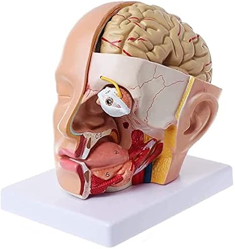 Amazon Co Jp 頭部頭蓋骨脳脳動脈解剖学的モデル教材ヘッド研究解剖学的ティーチング用品を研究する 産業 研究開発用品