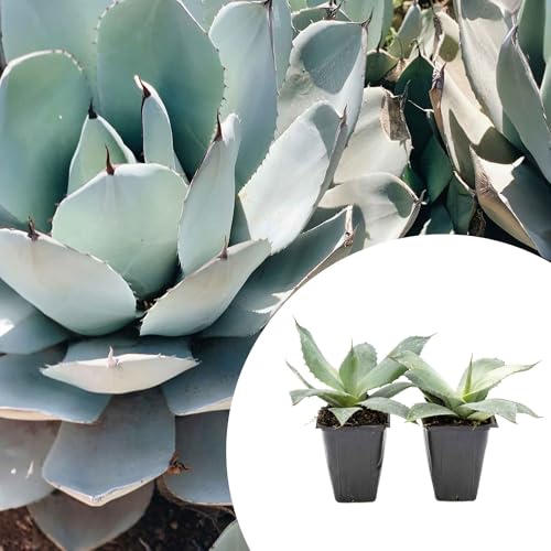 2 Artichoke Agave Succulent Plants in 3.5” Cubes | Live
