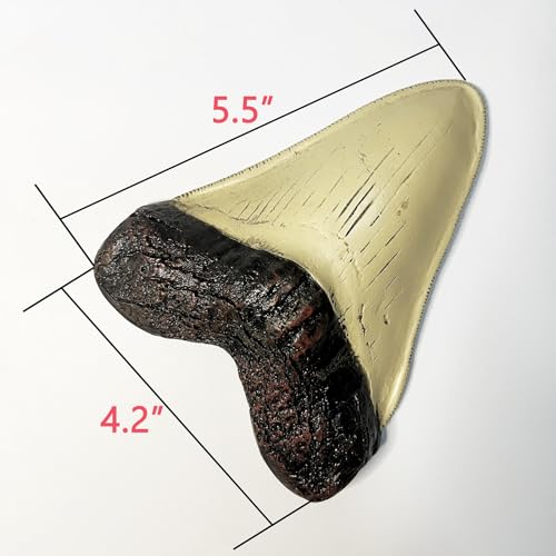 Image of Carcharodon Megalodon Tooth Replica with Serration-Shark Teeth Fossil Collection,5.1 inches (Yellow)
