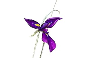 Japanese Variegated Iris: Enhance Your Water Garden with Nature's Beauty