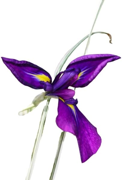 Japanese Variegated Iris, a Great Live Pond Plant for Your Water Garden. Filters The koi and Goldfish Pond. This marginal Aquatic is a Real Beauty-1/3/6 Pack Options (3)