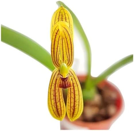 Mini Orquídea Mormolyca Ringens, Planta Adulta Rara e Exótica, Po...
