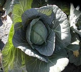 Cabbage Rio Round 500 Seeds