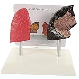 ULTECHNOVO Modelo Anatómico del Pulmón para Modelo Comparativo de Enseñanza Médica Didáctico de Pulmón Respiratorio Uso Clases de Anatomía y Salud