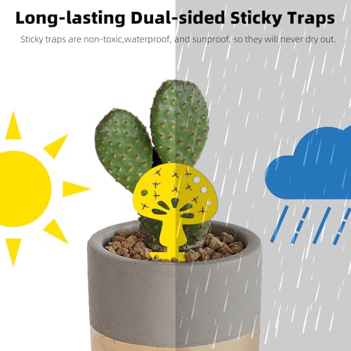 image for Mosqueda 36PCS Fruit Fly Sticky Traps Fungus Gnat Traps Insect Trap fo
