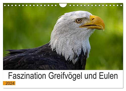 Faszination Greifvögel und Eulen (Wandkalender 2024 DIN A4 quer), CALVENDO Monatskalender: Die atemberaubenden Könige der Lüfte (CALVENDO Tiere)